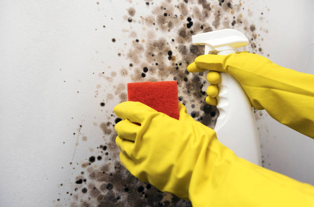 Best Attic Mold Removal  in Sylvan Springs, AL